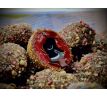 LK Baits Nutrigo FEED-EX Monster Crab 800g, 20 mm
