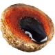 LK Baits Nutrigo Plankton 200ml - VÝPRODEJ