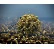 LK Baits Nutrigo Balanc Particle Hemp Kelp 200ml